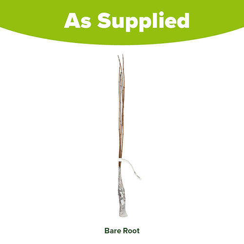 Acer Campestre  Acer Campestre