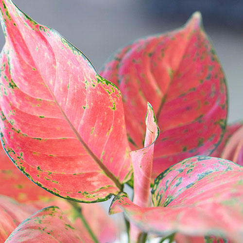 Aglaonema Red Zirkon Aglaonema Red Zirkon