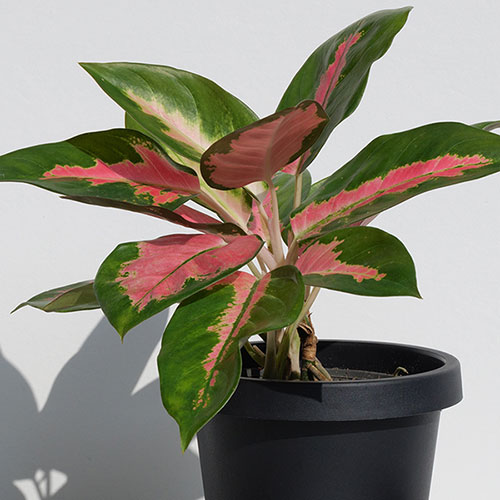 Aglaonema Red Zirkon Aglaonema Red Zirkon