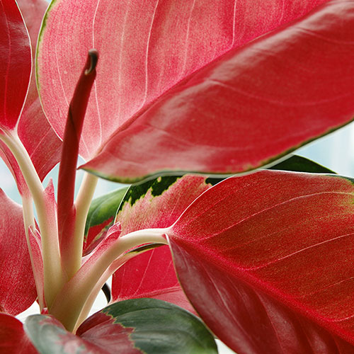 Aglaonema Red Zirkon Aglaonema Red Zirkon