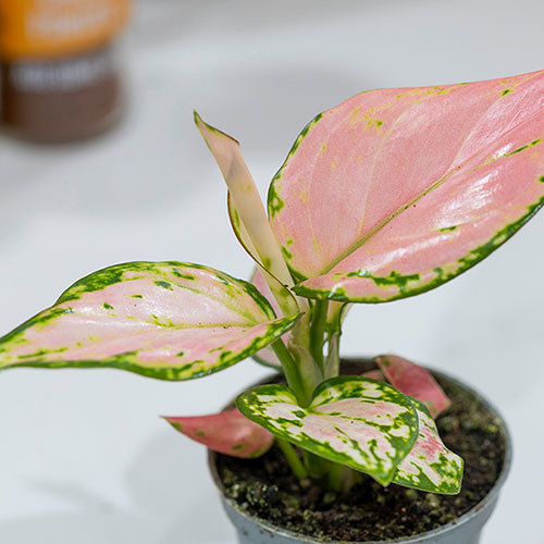 Aglaonema Red Zirkon Aglaonema Red Zirkon