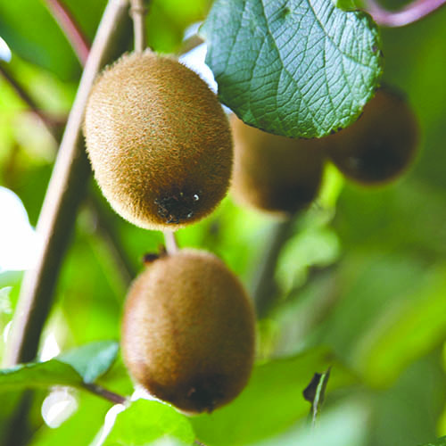 Actinidia deliciosa - Kiwi Fruit Jenny 