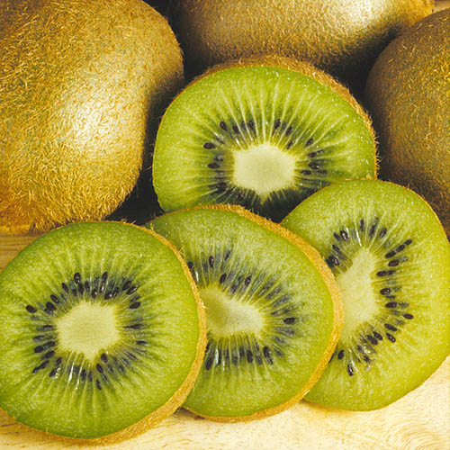 Actinidia deliciosa - Kiwi Fruit Jenny 