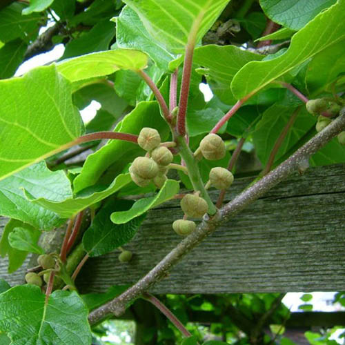 Actinidia deliciosa - Kiwi Fruit Jenny 