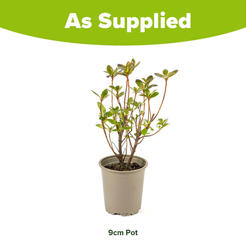 Azalea Orange Azalea Orange