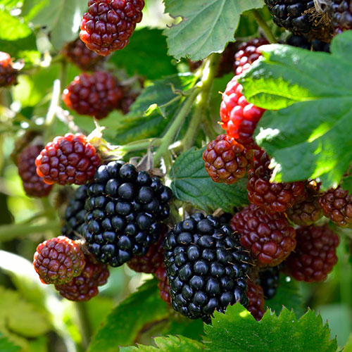 Blackberry Black Cascade  Blackberry Black Cascade