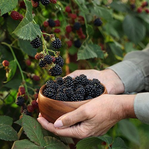 Blackberry Black Cascade  Blackberry Black Cascade