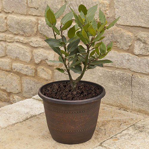 Acorn Round Planter Copper-Tone Acorn Round Planter Copper-Tone