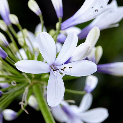 Agapanthus Fireworks Agapanthus Fireworks