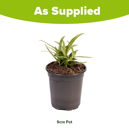 Agapanthus Poppin Purple Agapanthus Poppin Purple