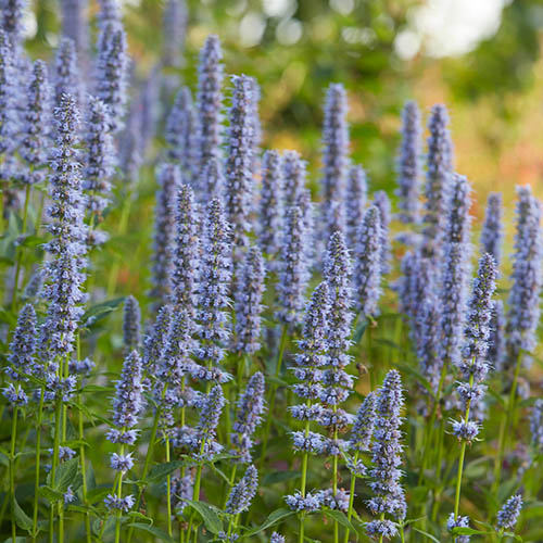 Agastache Blue Fortune Agastache Blue Fortune