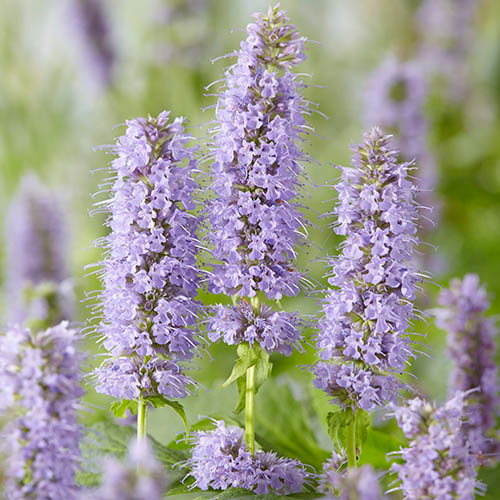 Agastache Blue Fortune Agastache Blue Fortune