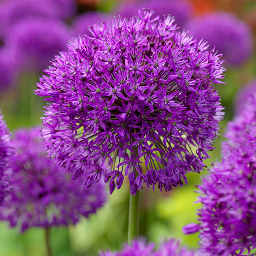 Allium aflatunense Purple Sensation Allium aflatunense Purple Sensation