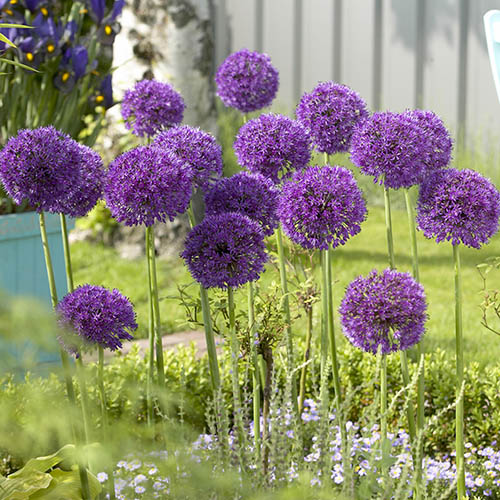 Allium aflatunense Purple Sensation Allium aflatunense Purple Sensation