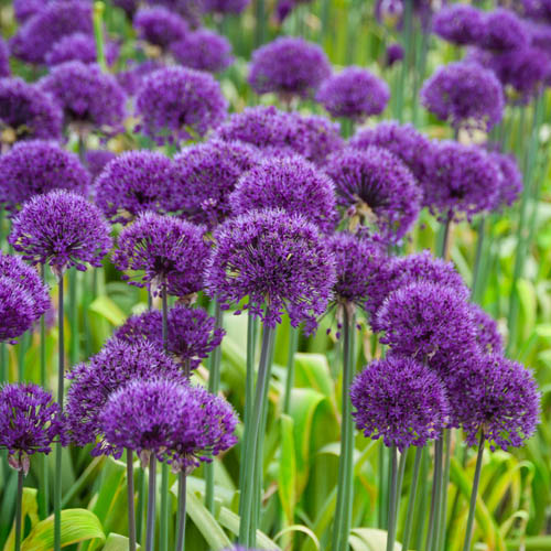 Allium aflatunense Purple Sensation Allium aflatunense Purple Sensation