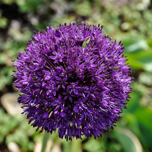 Allium aflatunense Purple Sensation Allium aflatunense Purple Sensation