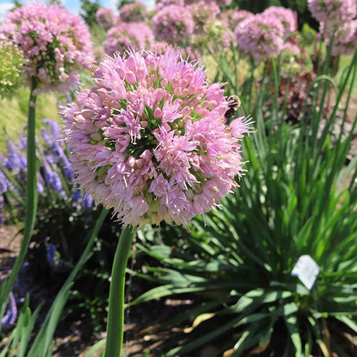 Allium Bubble Bath Allium Bubble Bath