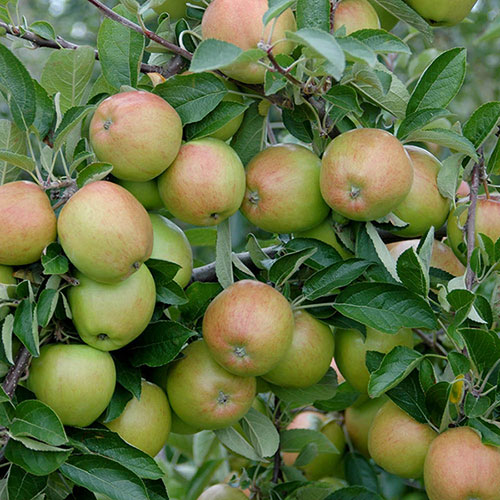 Apple Braeburn Tree
