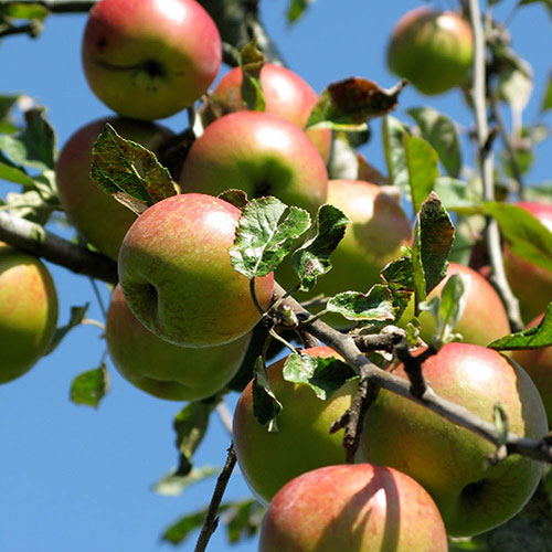 Apple Braeburn Tree
