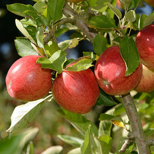 Apple Braeburn Tree