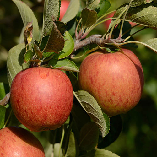Apple Braeburn Tree