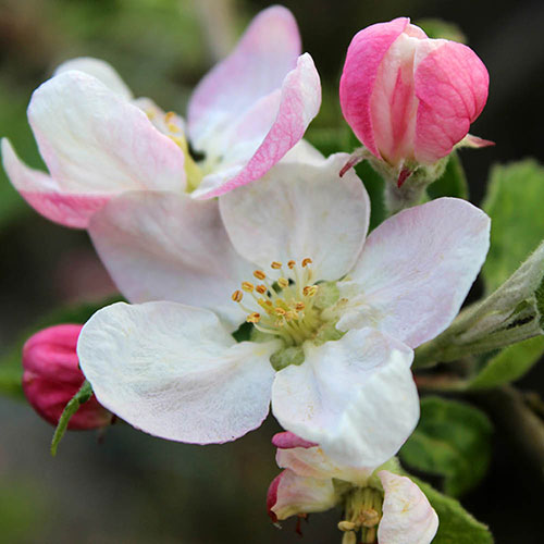 Apple Braeburn Tree