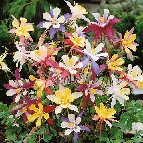 Aquilegia McKana Hybrids Aquilegia McKana Hybrids