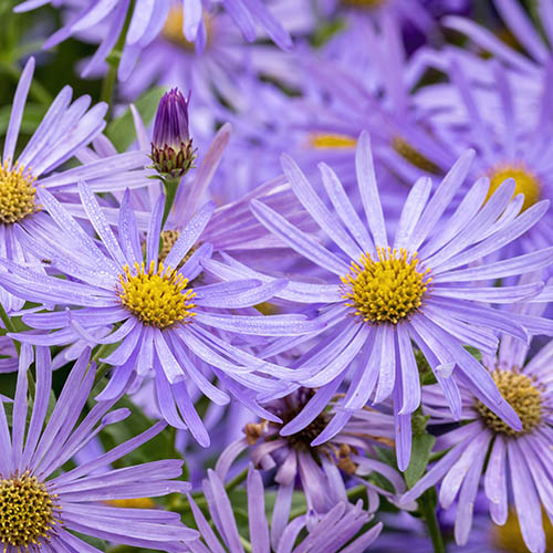 Aster frikartii Monch Aster frikartii Monch
