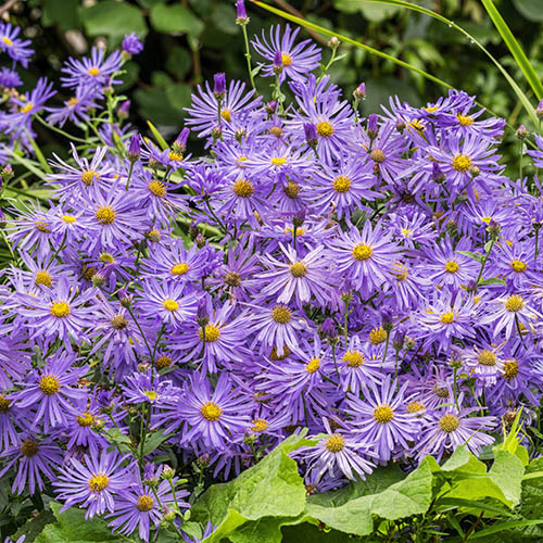 Aster frikartii Monch Aster frikartii Monch