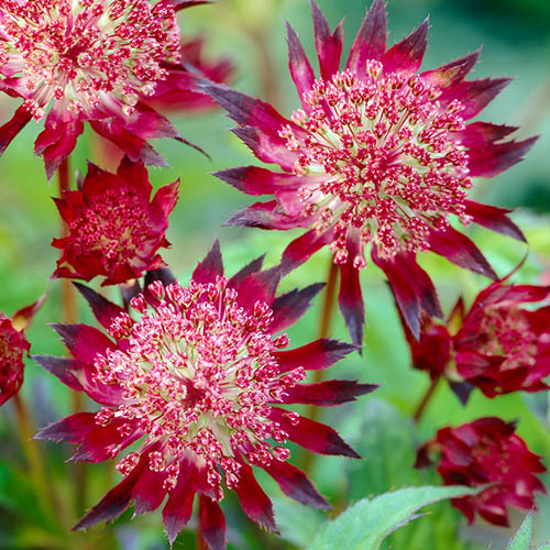 Astrantia Claret Astrantia Claret