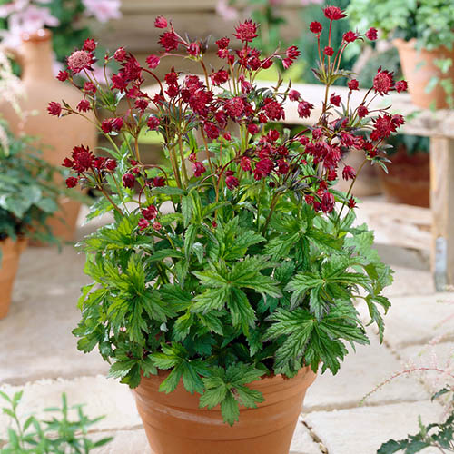 Astrantia Claret Astrantia Claret