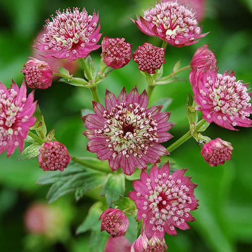 Astrantia Claret Astrantia Claret