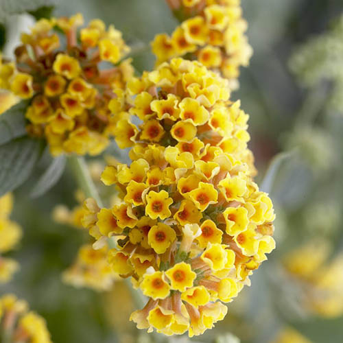 Buddleia Sungold Buddleia Sungold
