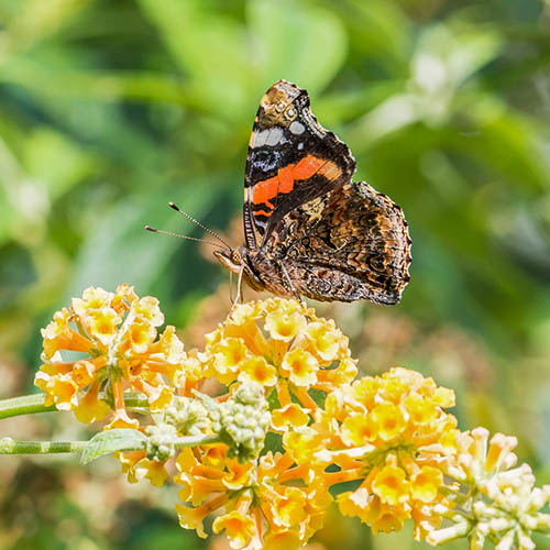 Buddleia Sungold Buddleia Sungold