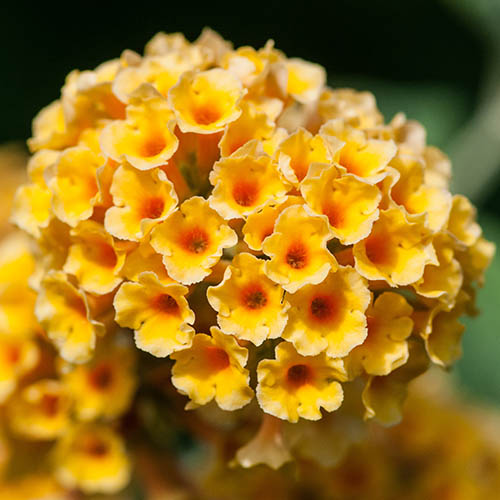 Buddleia Sungold Buddleia Sungold