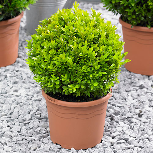 Buxus Box Ball Buxus Box Ball