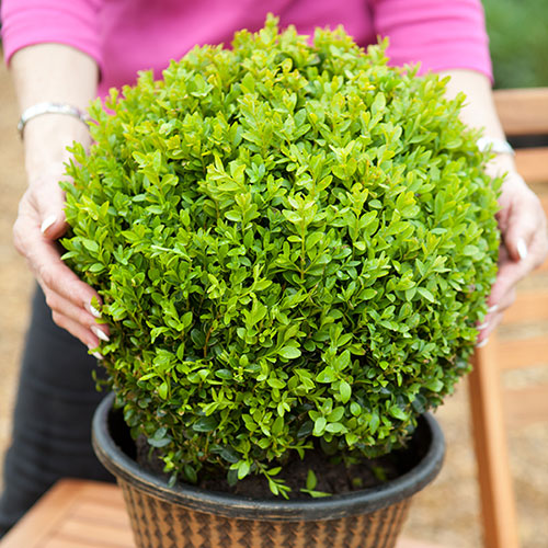Buxus Box Ball Buxus Box Ball
