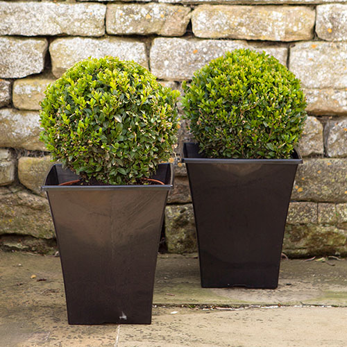 Buxus Box Ball Buxus Box Ball