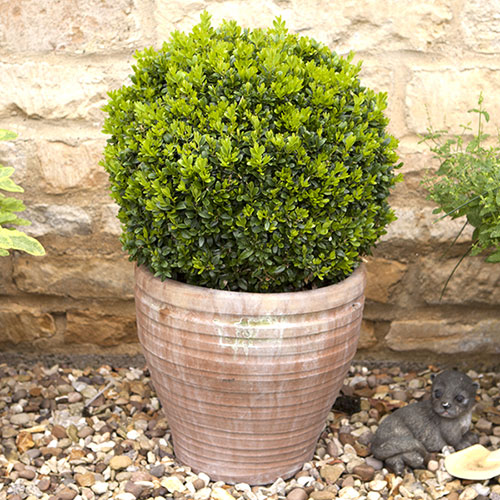Buxus Box Ball Buxus Box Ball
