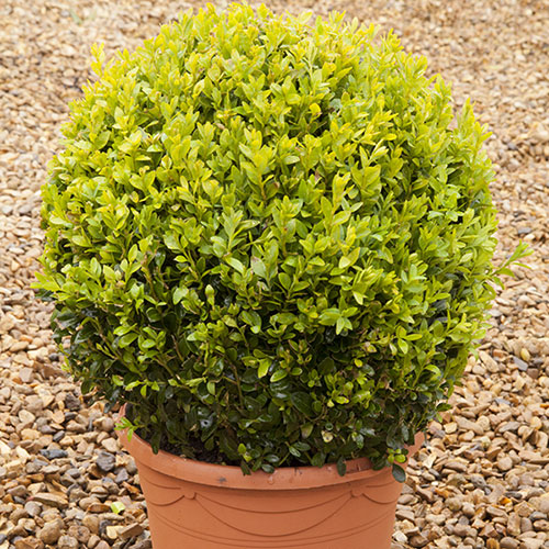 Buxus Box Ball Buxus Box Ball