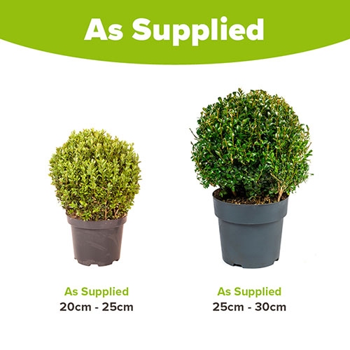 Buxus Box Ball Buxus Box Ball