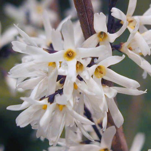 Abeliophyllum distichum 