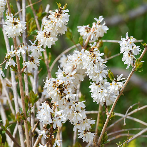 Abeliophyllum distichum 