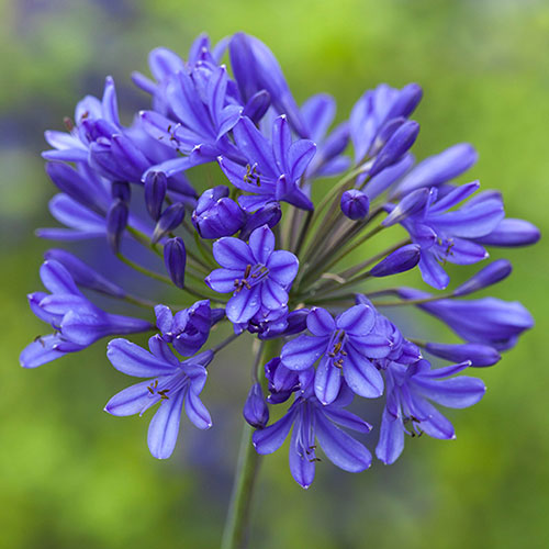 Perennial Agapanthus Blue African Lily Perennial Agapanthus Blue African Lily