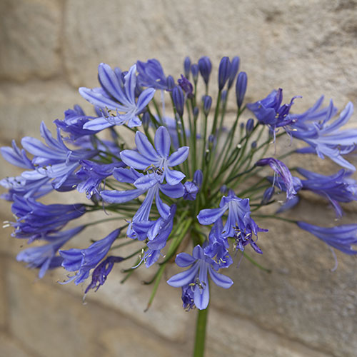 Perennial Agapanthus Blue African Lily Perennial Agapanthus Blue African Lily