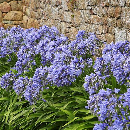 Perennial Agapanthus Blue African Lily Perennial Agapanthus Blue African Lily