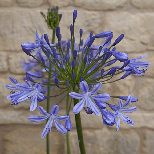 Perennial Agapanthus Blue African Lily Perennial Agapanthus Blue African Lily