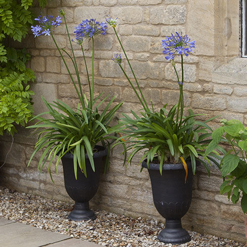 Perennial Agapanthus Blue African Lily Perennial Agapanthus Blue African Lily