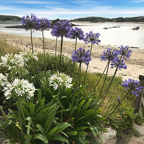 Perennial Agapanthus Blue African Lily Perennial Agapanthus Blue African Lily