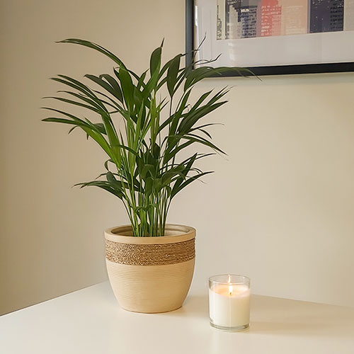 Areca Palm